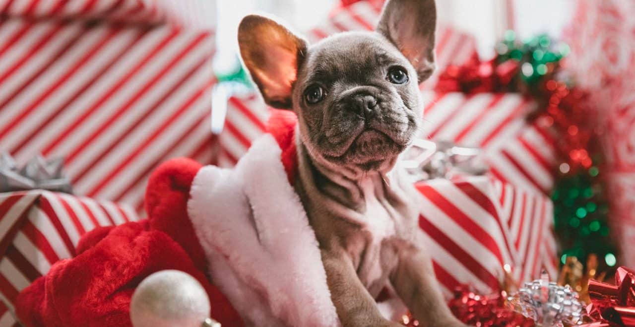 10 Ways to Ensure a Happy Holiday Season for Your Furry Friend using CBD
