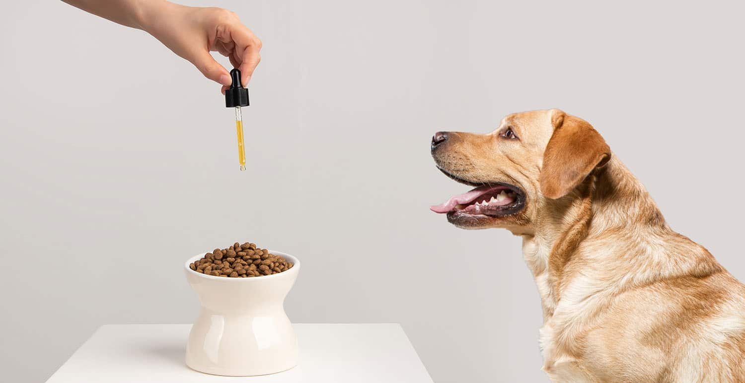How to Use CBD Drops 4 5 Myths About CBD for Pets—Debunked 1