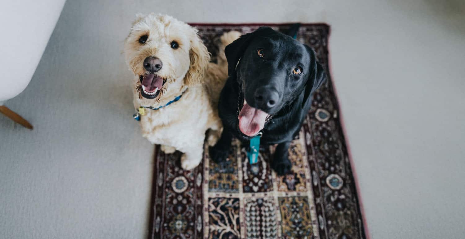 Two dogs sitting on a rug