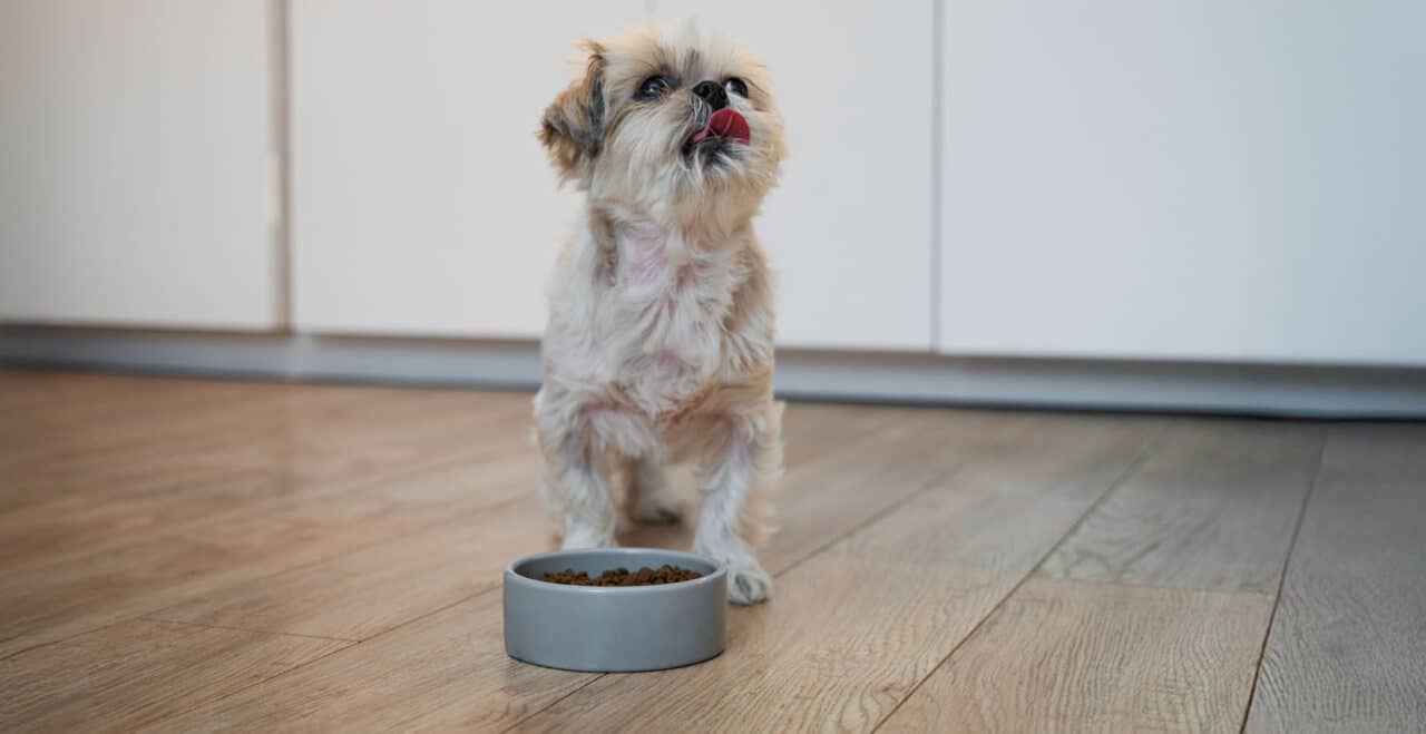 happy dog standing over cbd treat