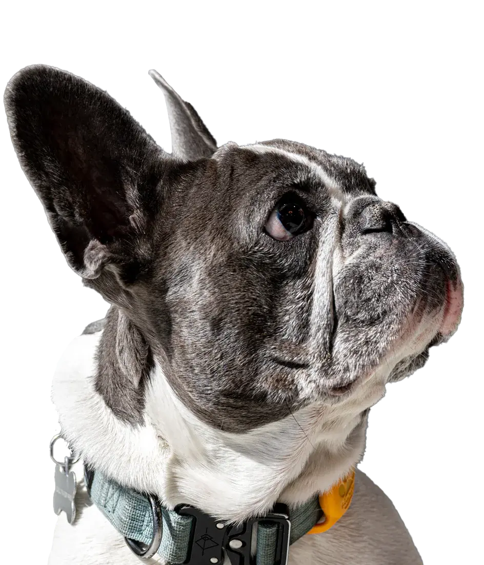 CBD for Pets