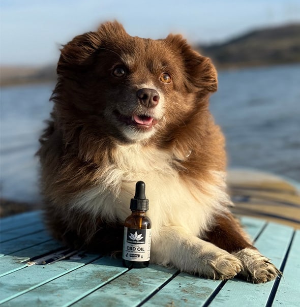CBD for Pets